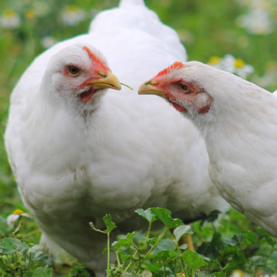 Two chickens staring at each other