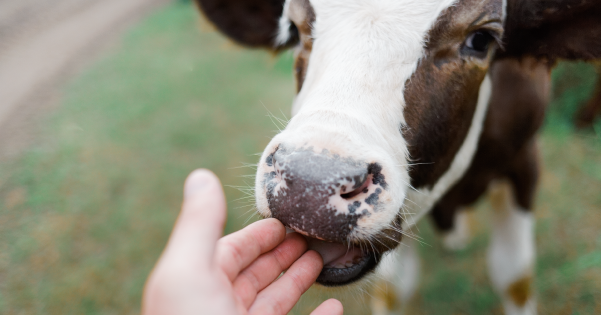 A cow licking someone's hand